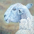 Bobs Blue Faced Leicester Tup
